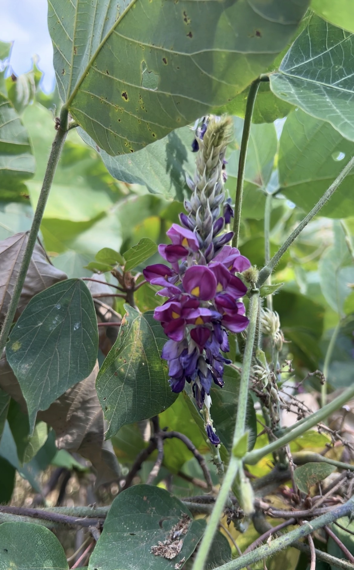 クズの花