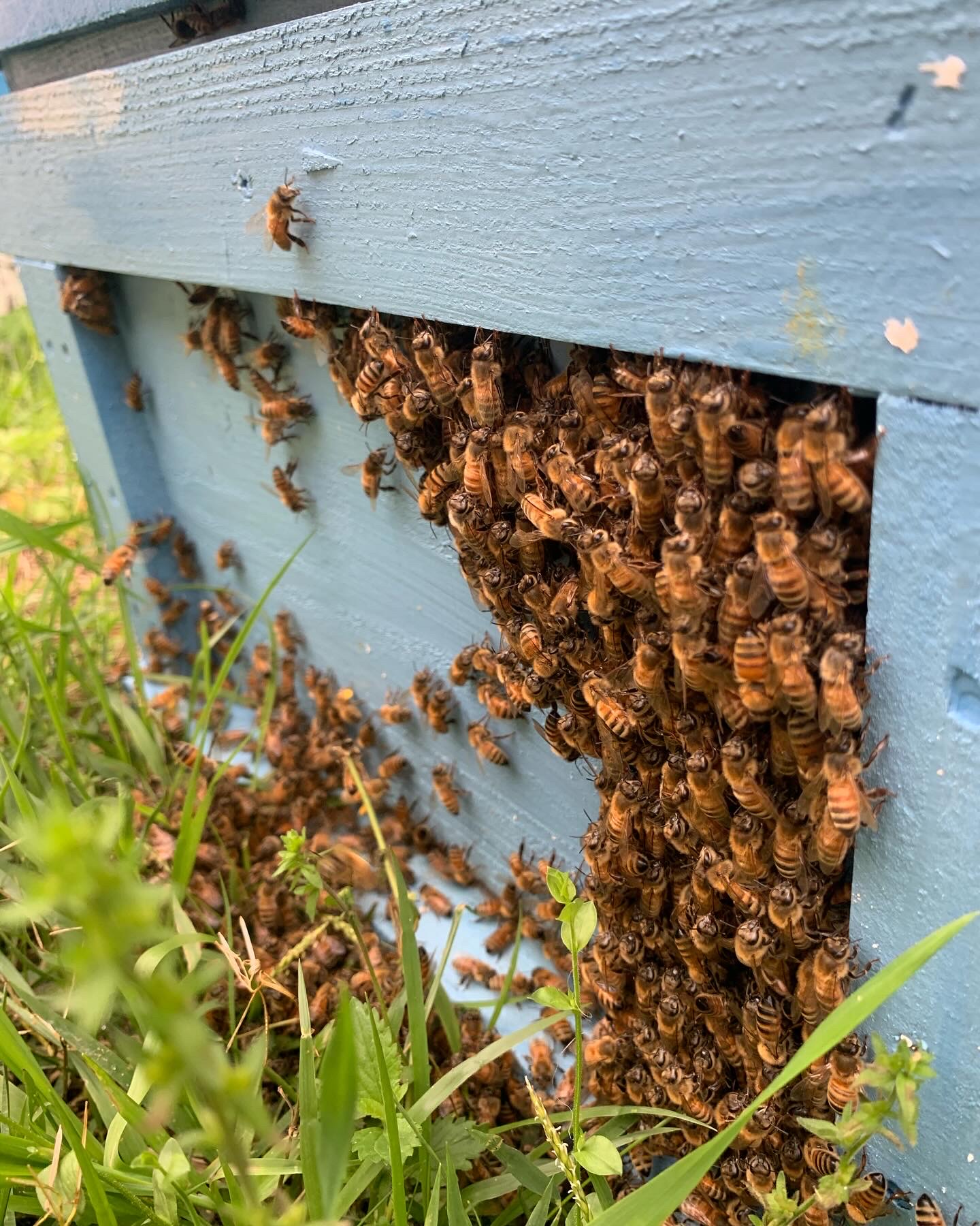 蜜蜂が増えました