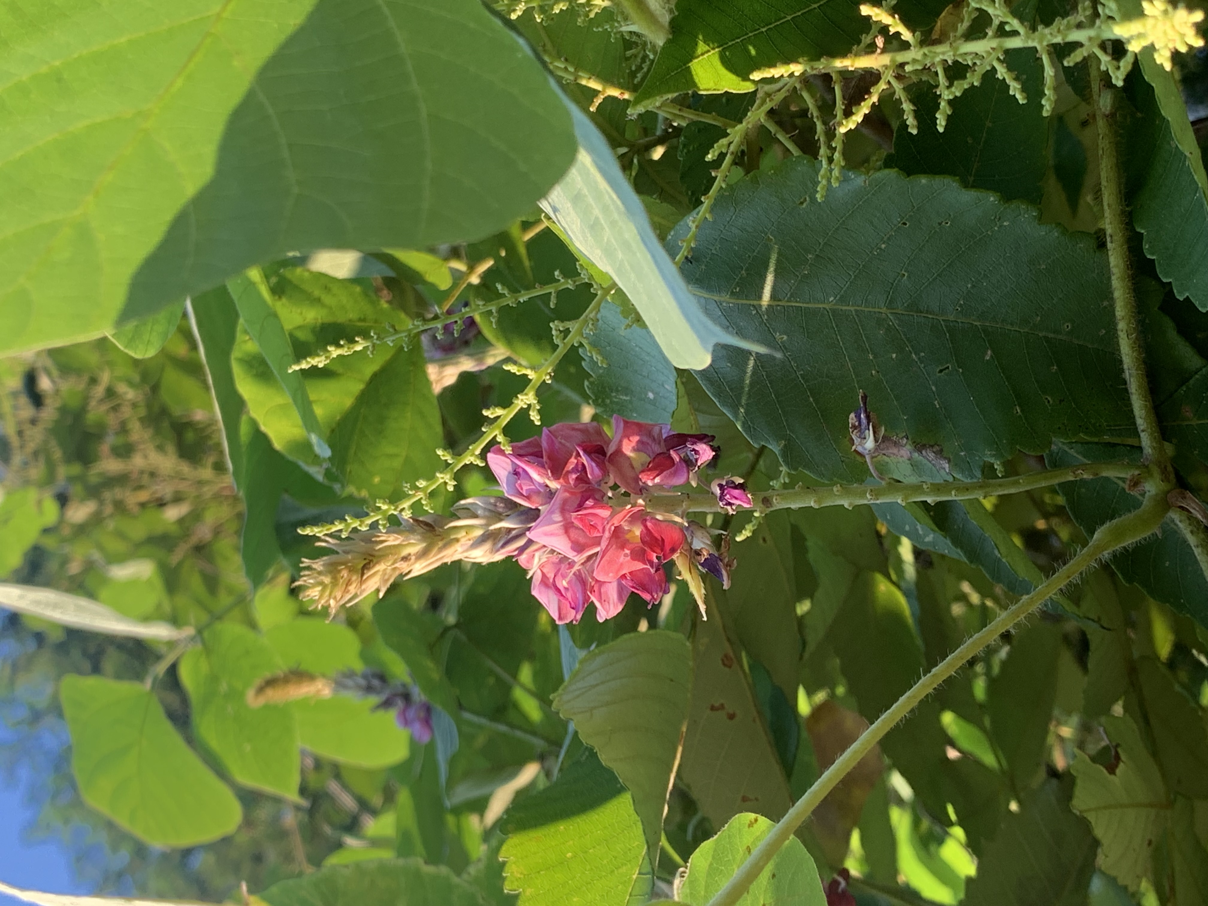 葛の花