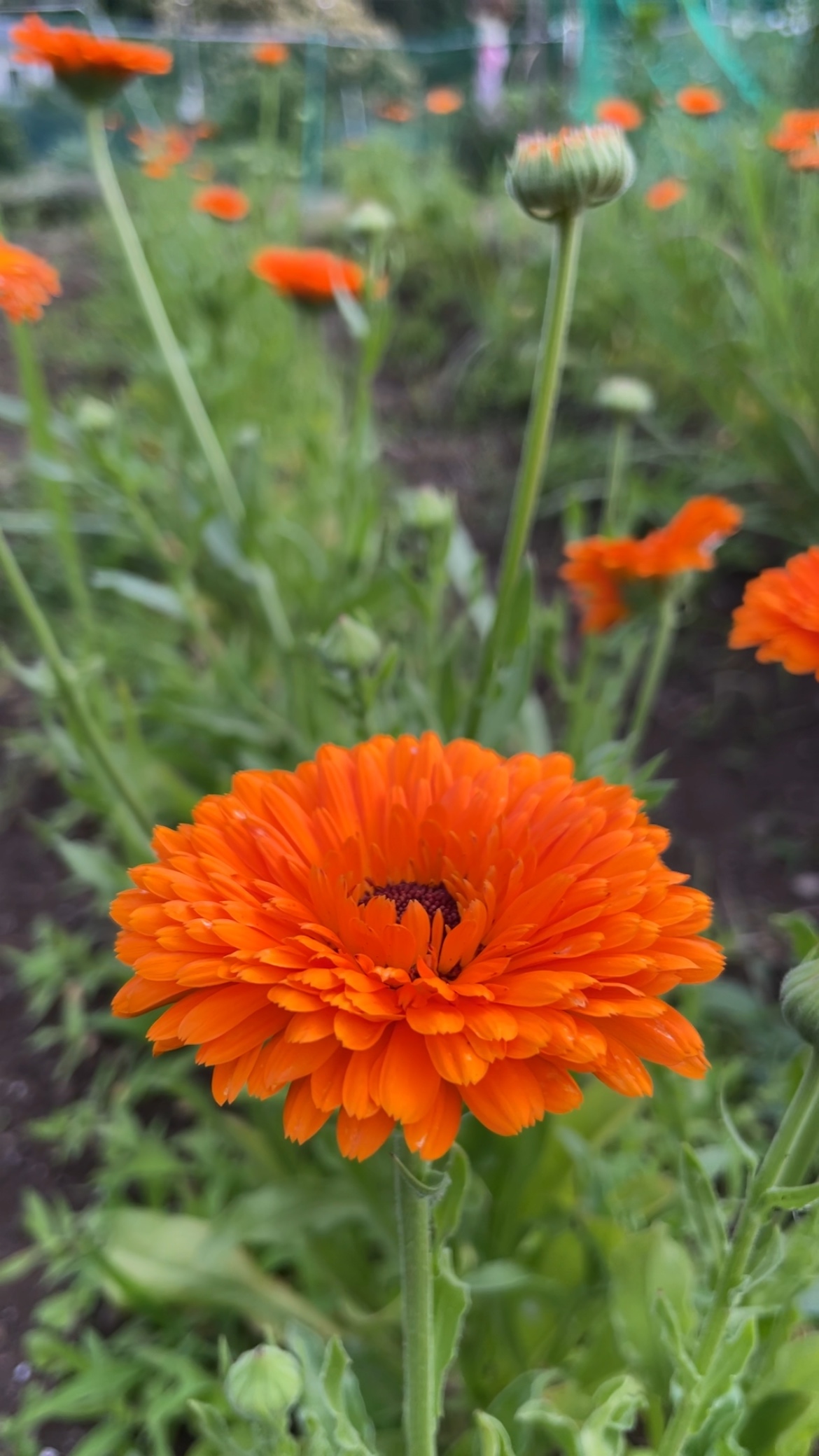 カレンデュラ開花