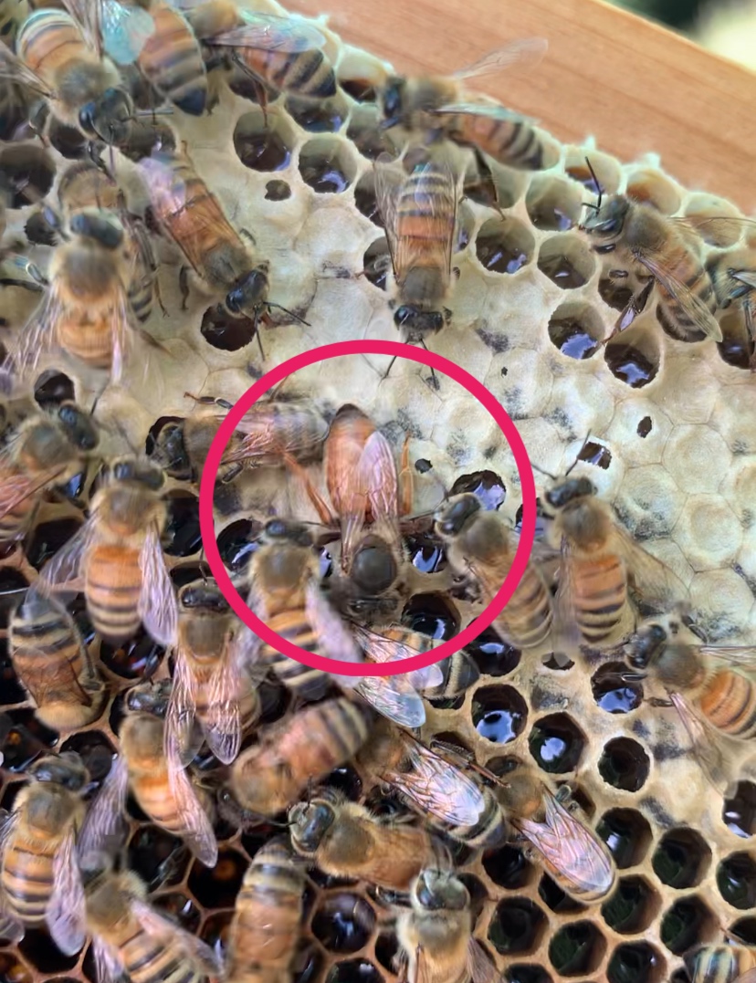 女王蜂