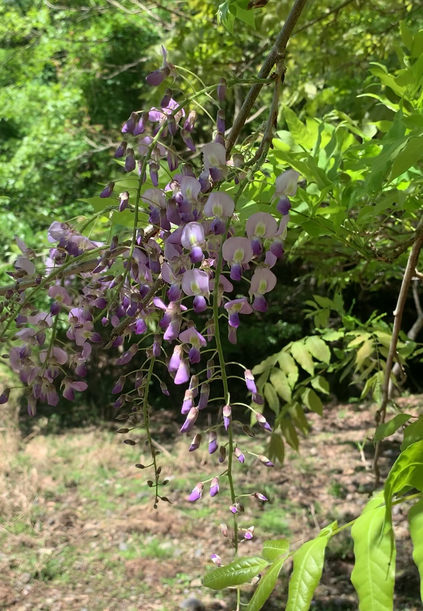 藤と桐の花