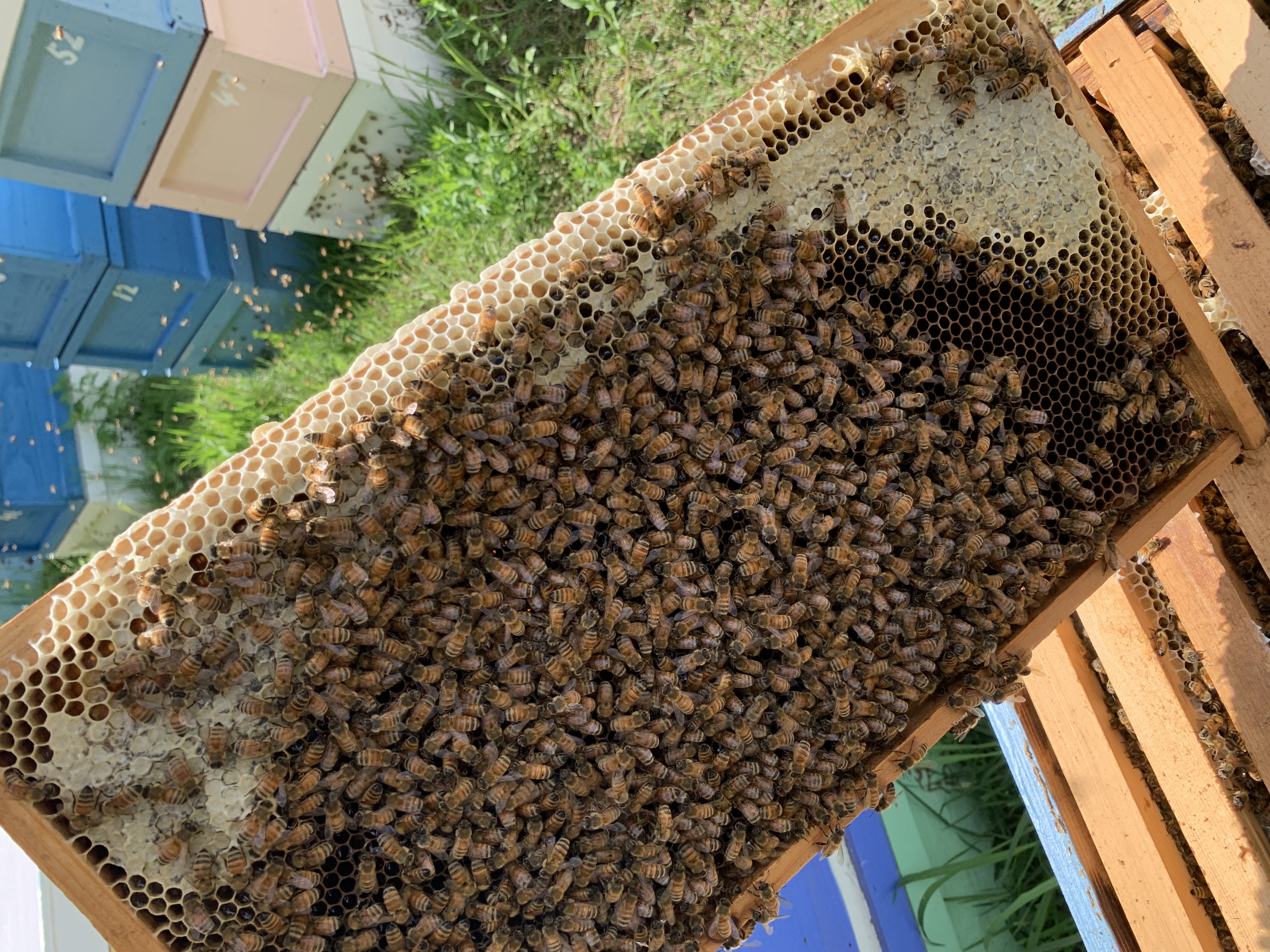 蜂蜜の熟成