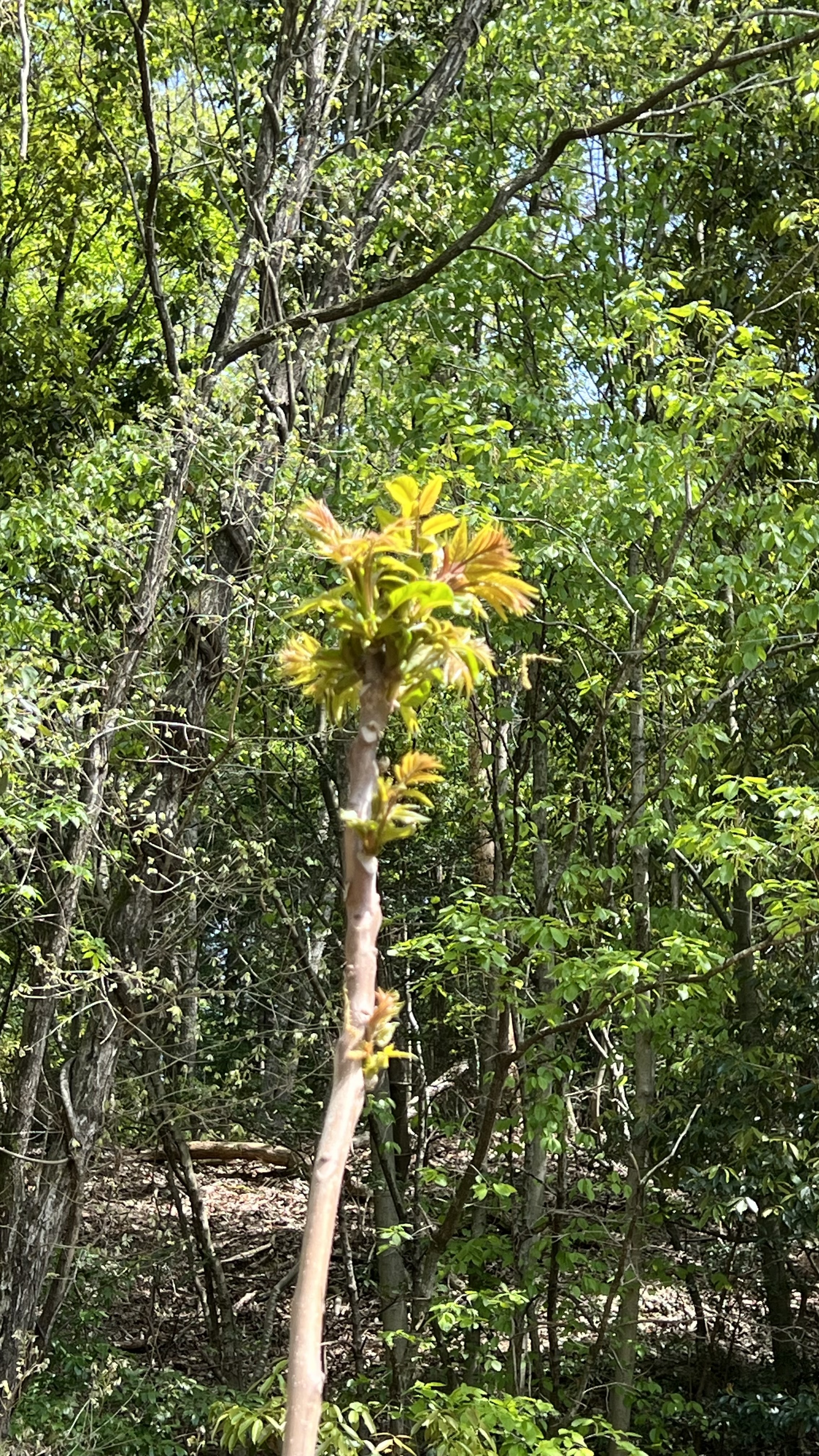 養蜂場はタラの芽