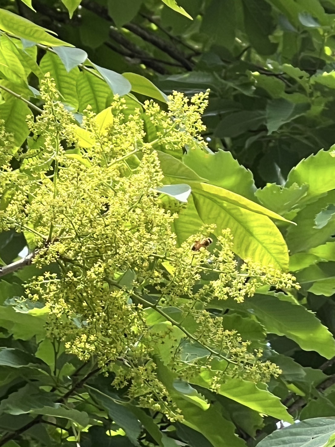 ハゼの蜂蜜が