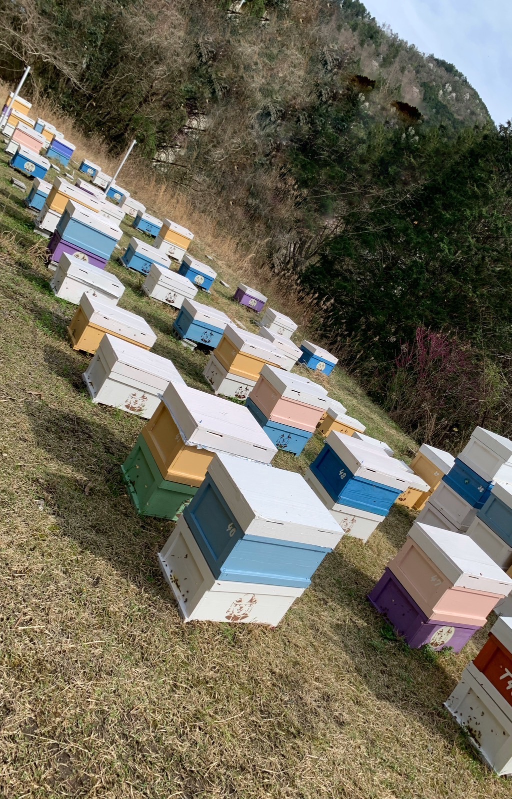 だんだん巣箱が積み上がる
