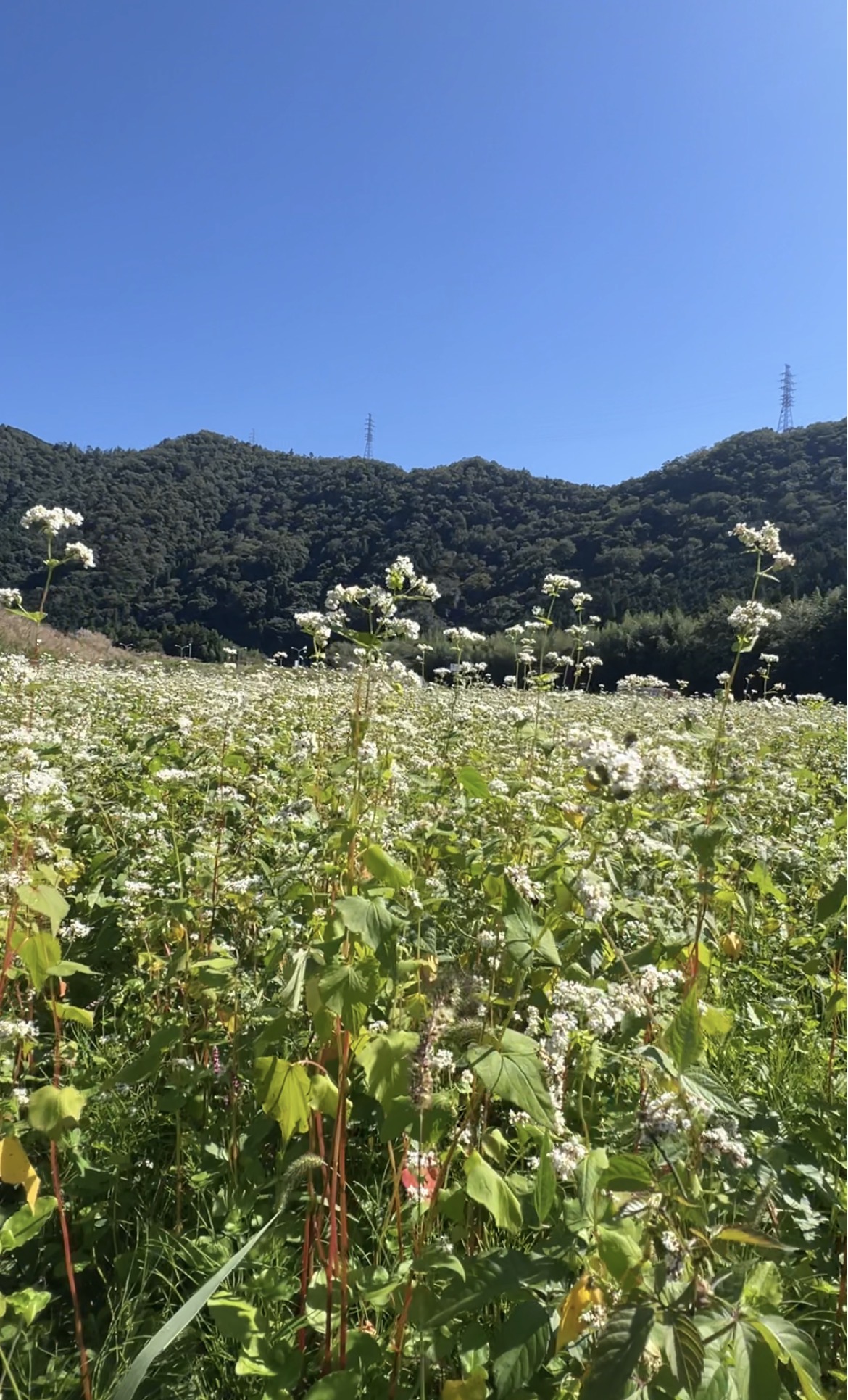 そばの花