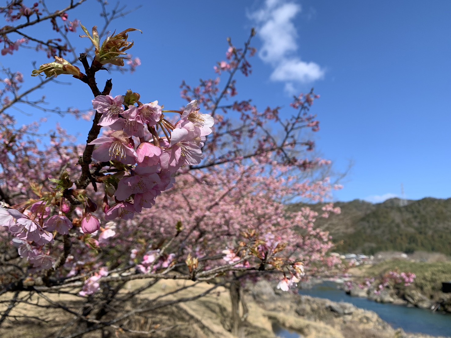 河津桜が満開