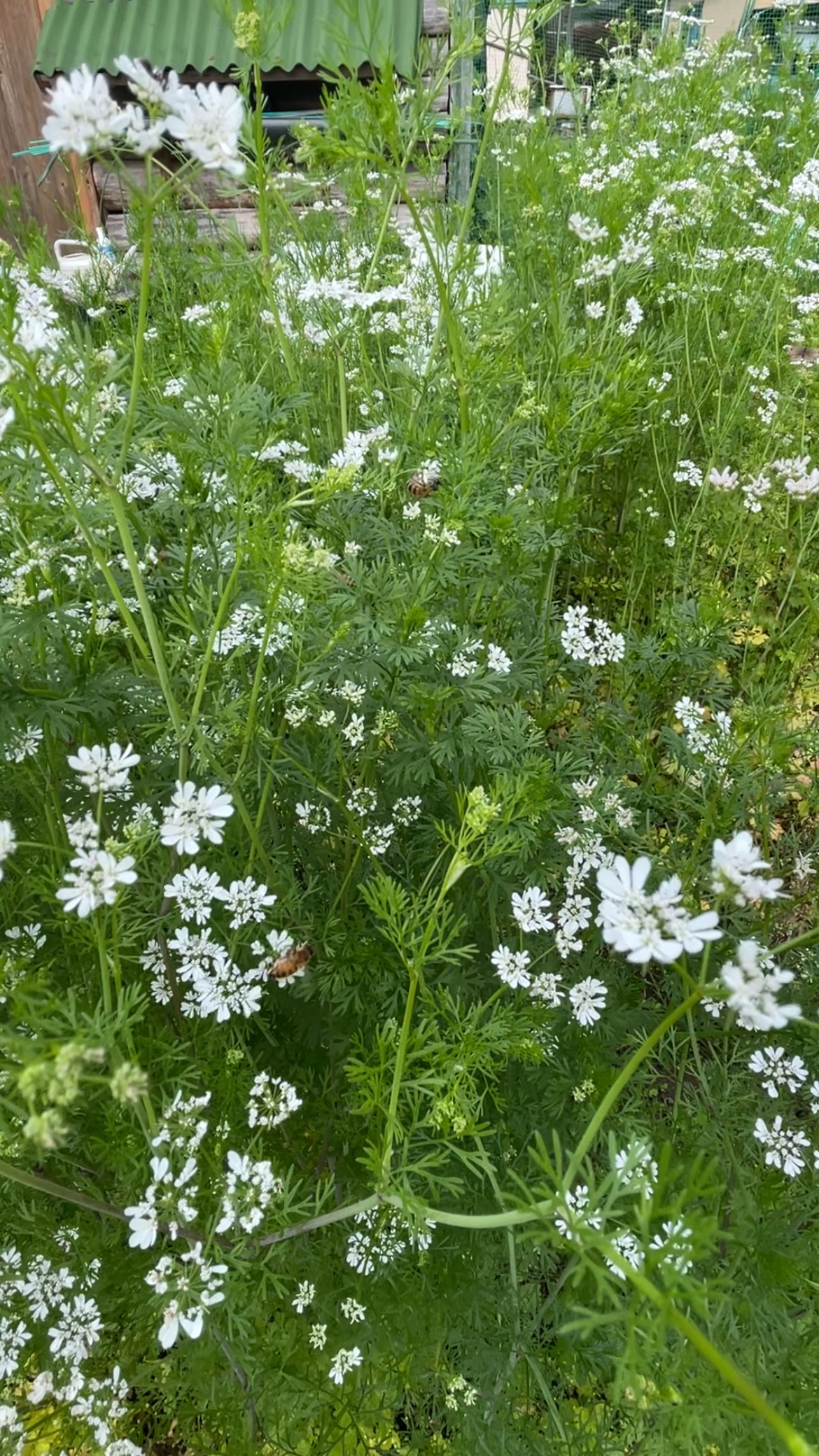 パクチーの花