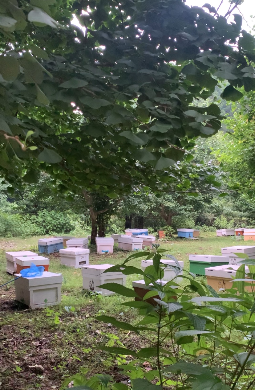 山の養蜂場