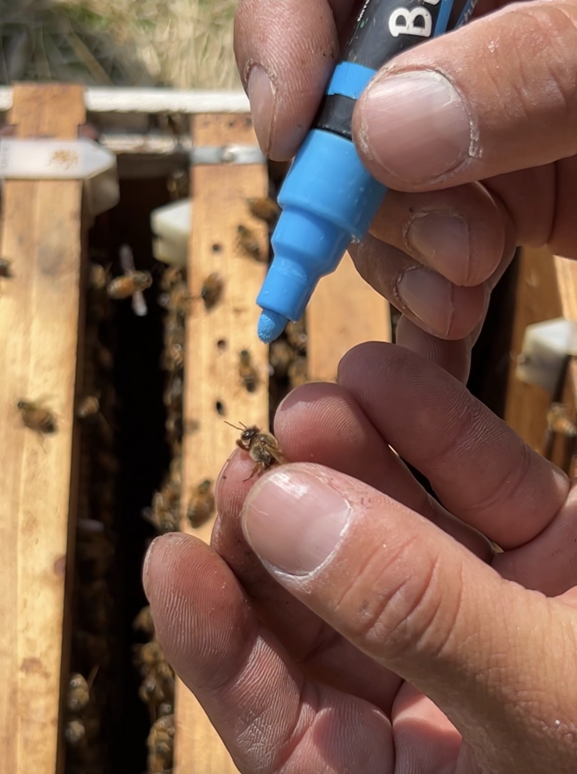 女王蜂のマーキング