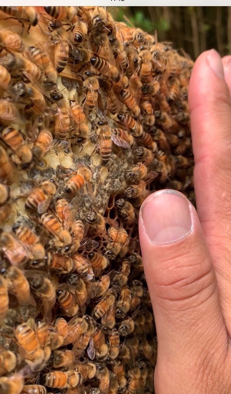 蜜蜂はかわいい