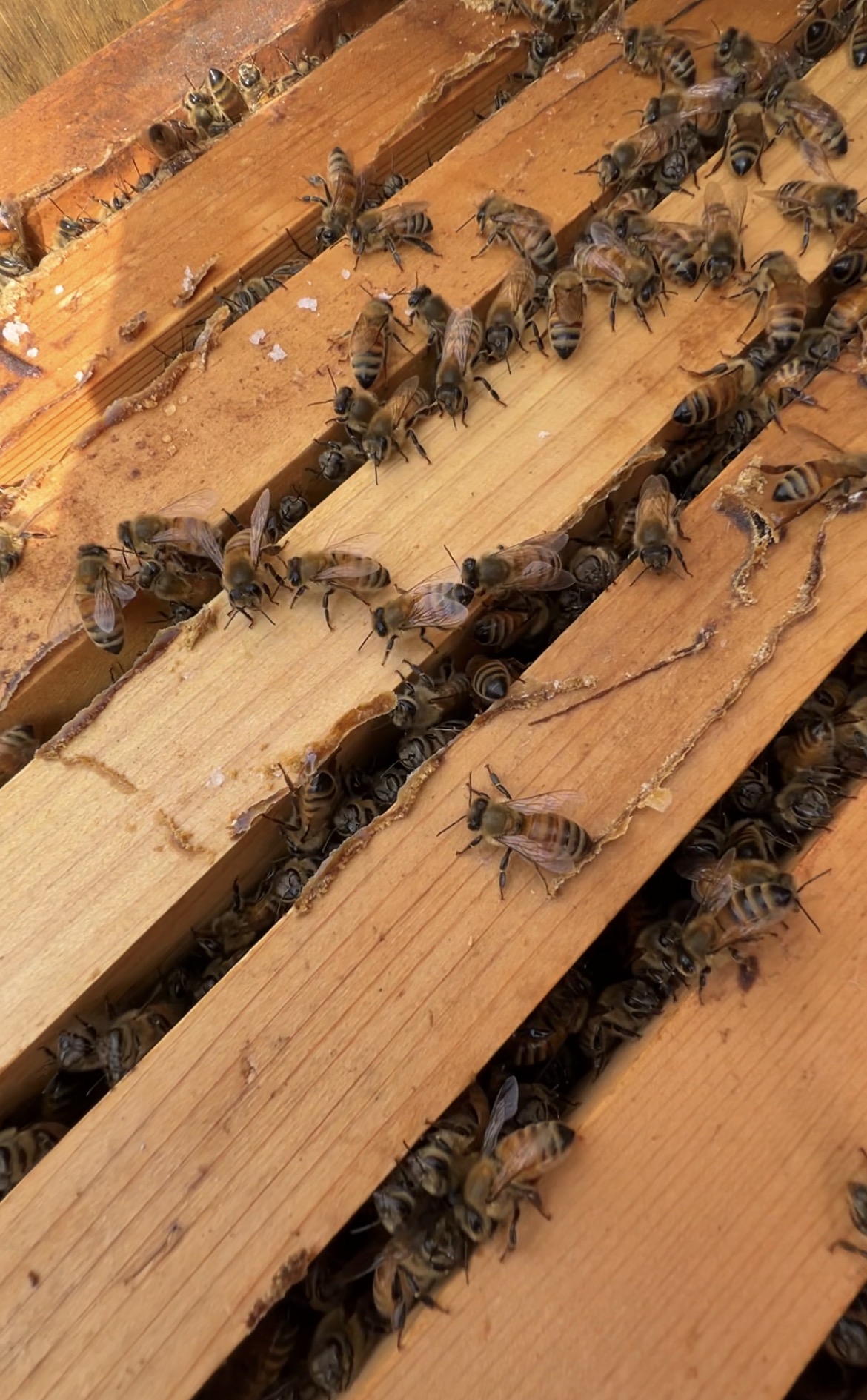 蜜蜂の担当分け