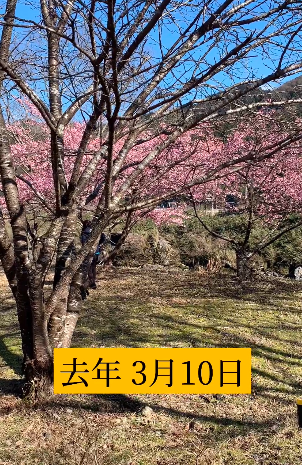 去年の今頃は