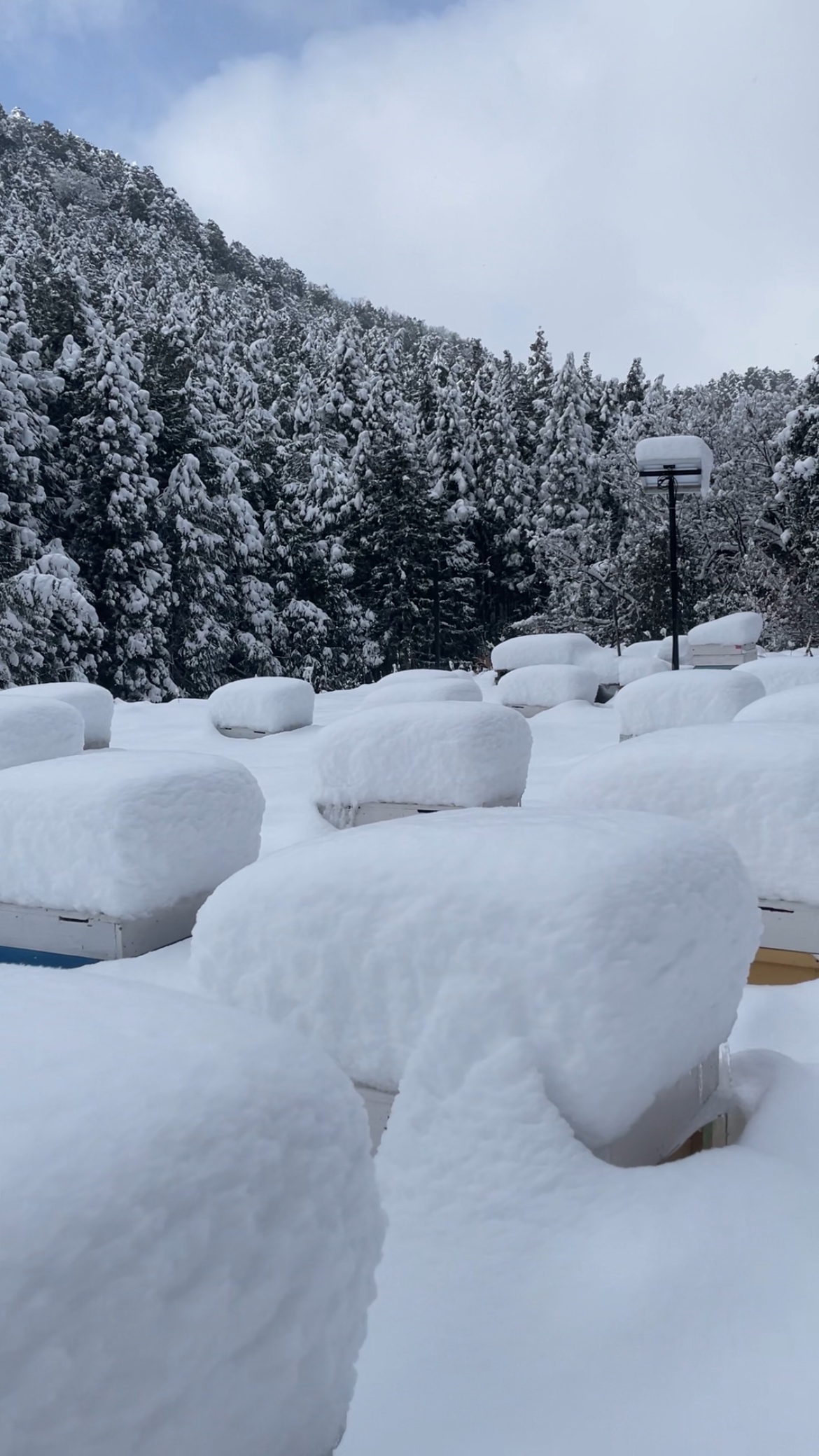 雪が溶けて生存確認
