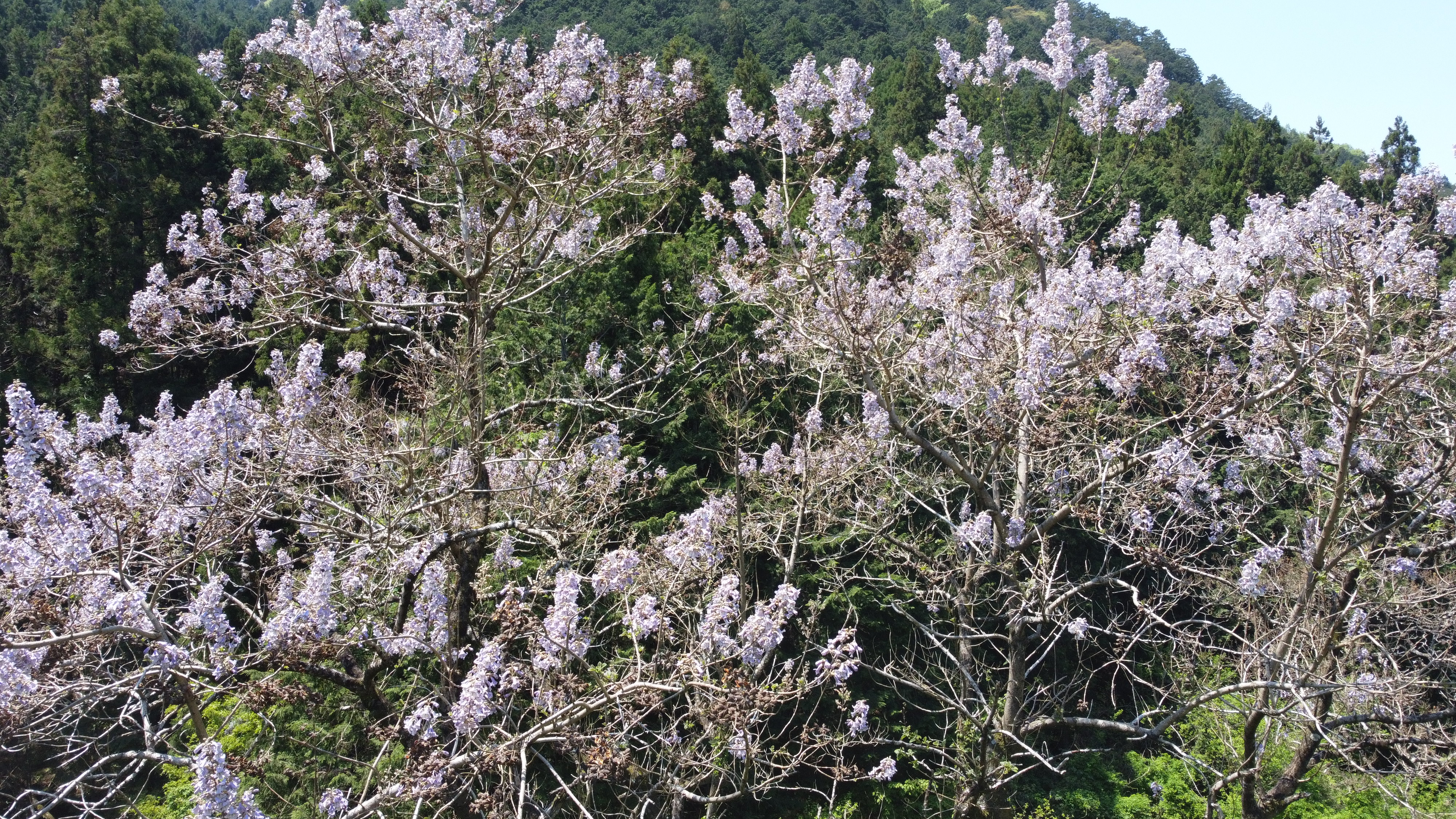 桐の花