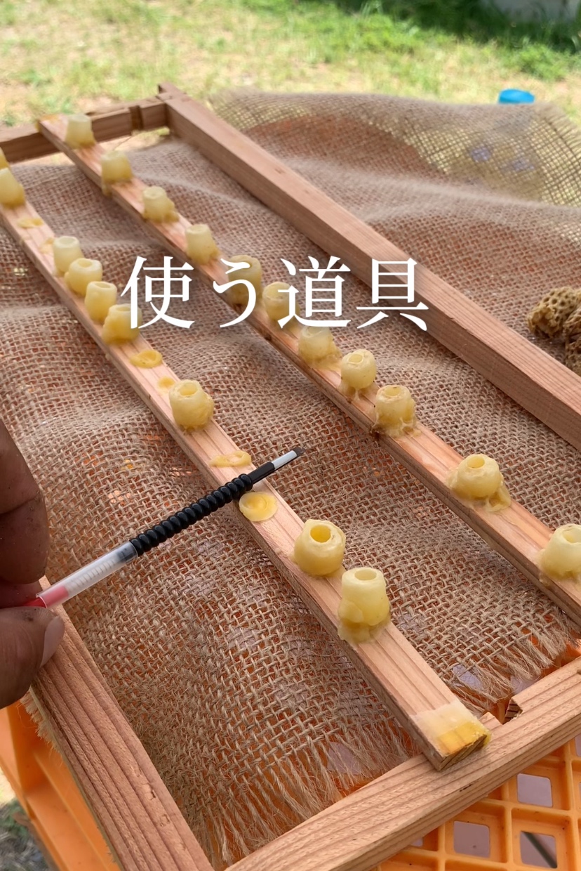 移虫