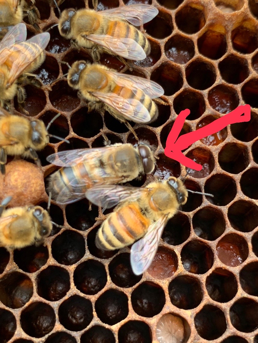 オスの蜜蜂