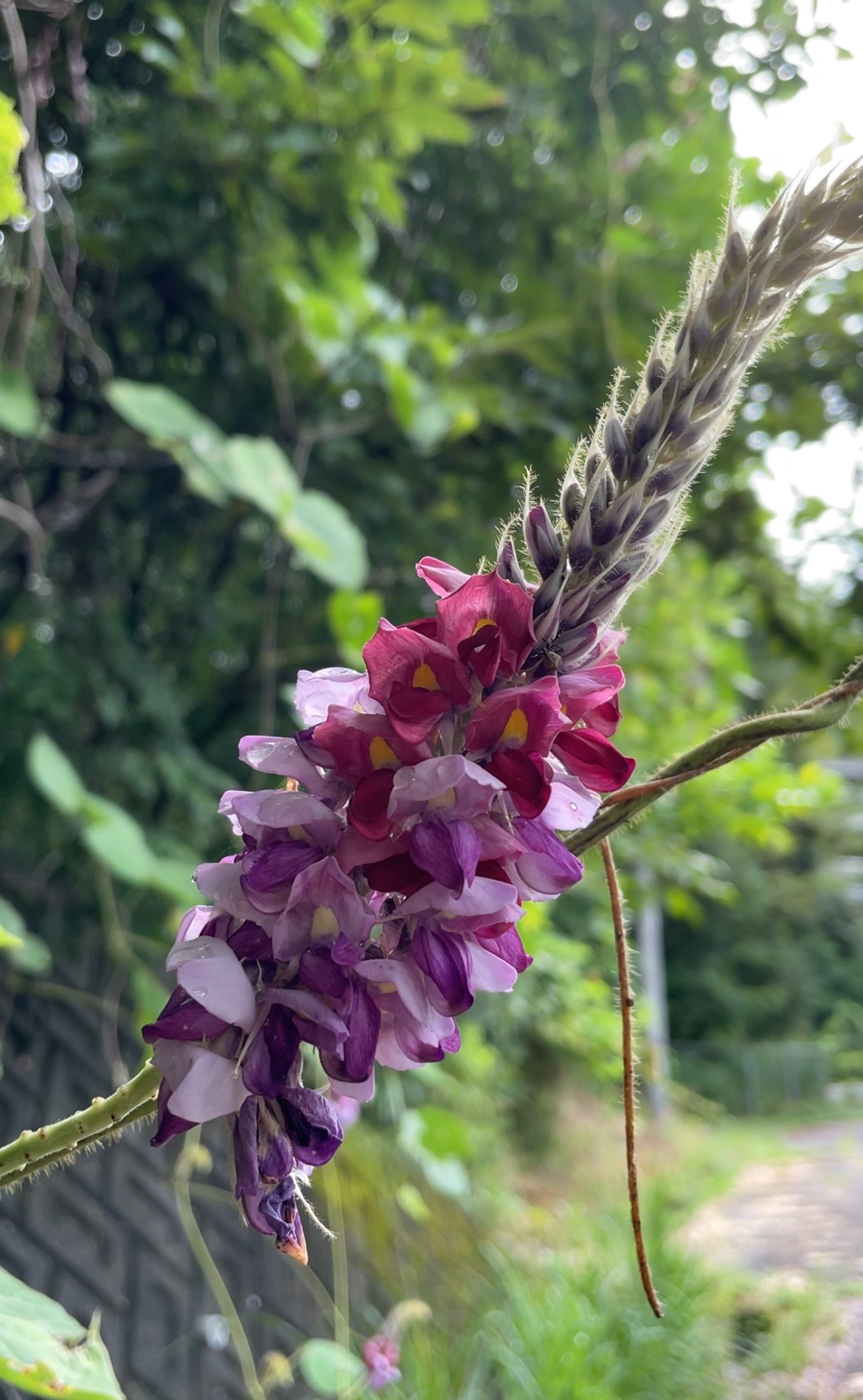 葛（くず）の花