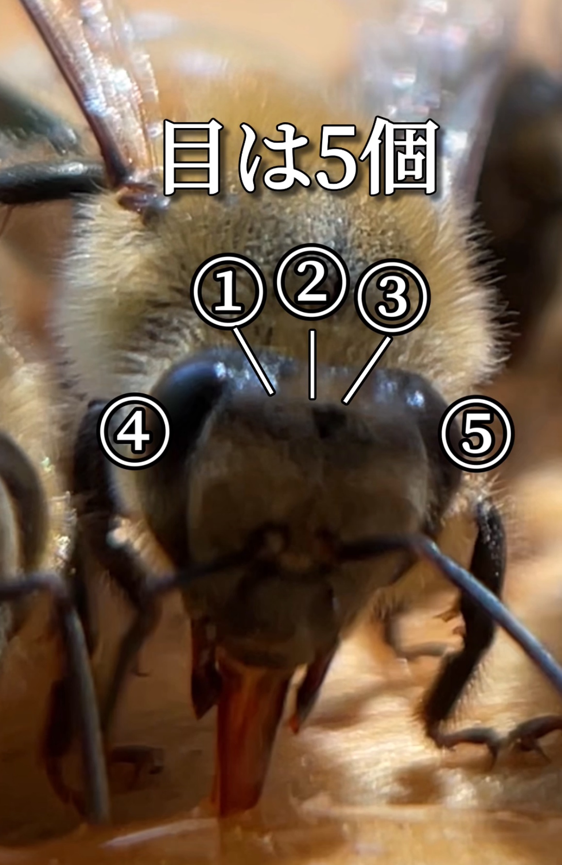 蜜蜂の目