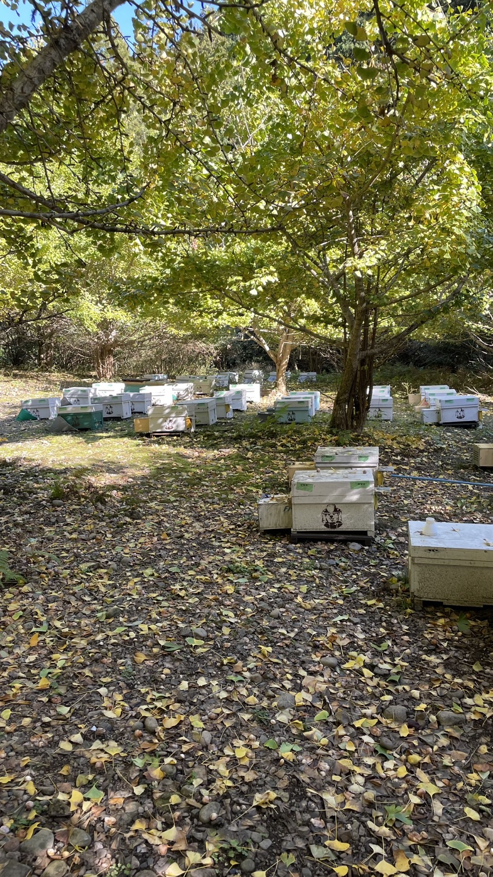 スズメバチが落ち着き