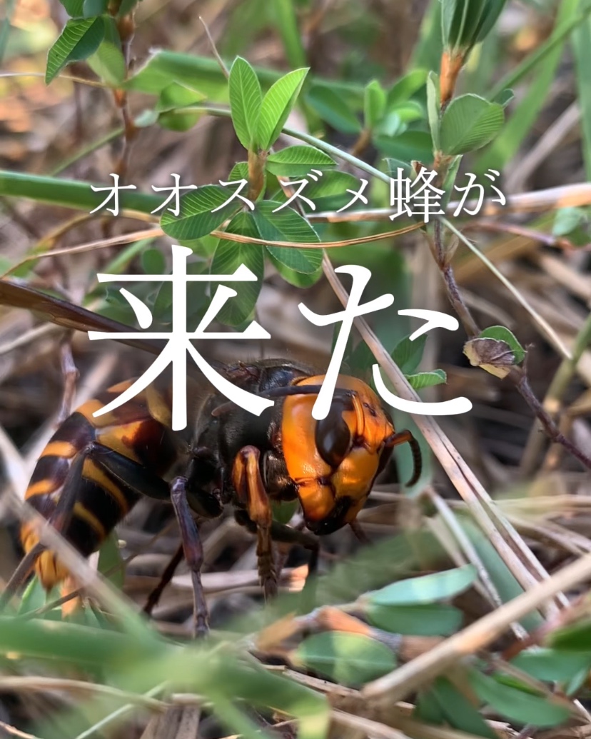 オオススバチが襲ってきた