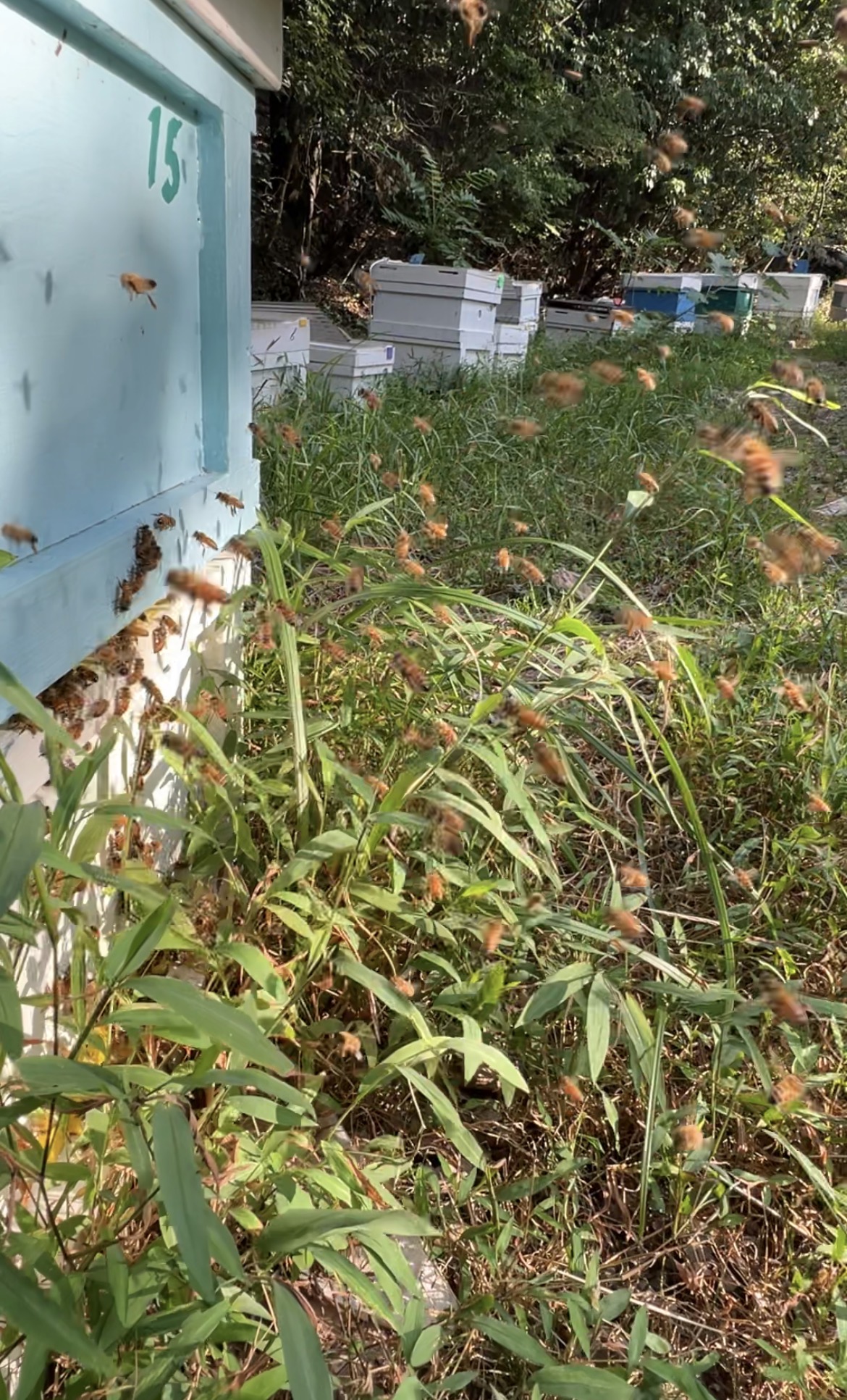 外勤蜂の初日の蜂たち