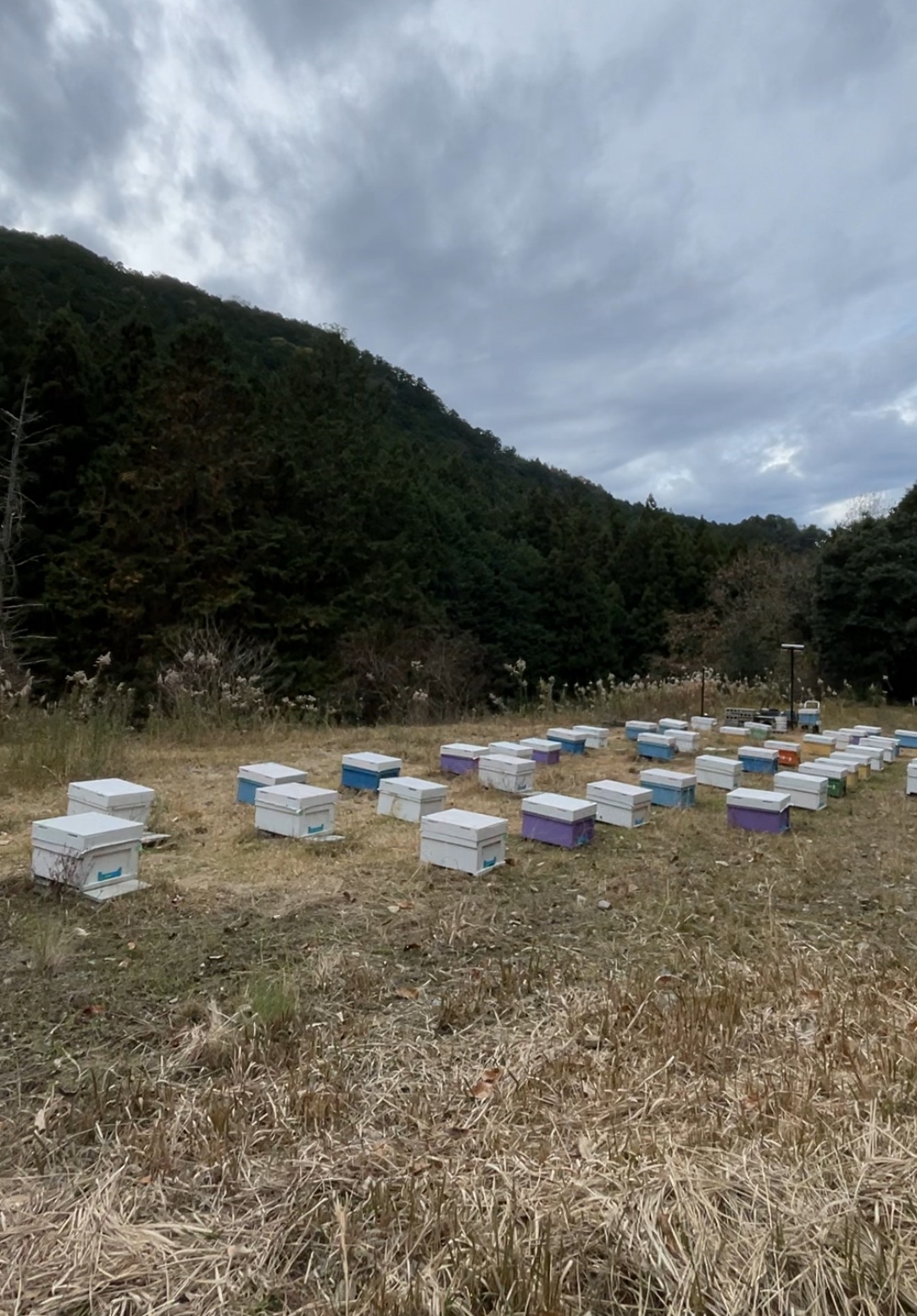 寒い寒い養蜂場