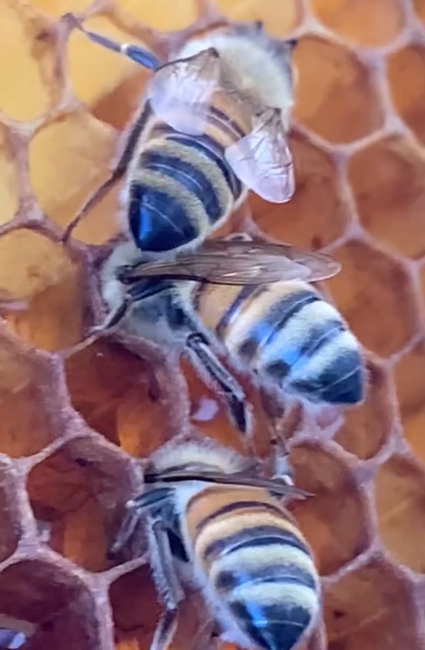 蜜蜂も蜂蜜を食べる