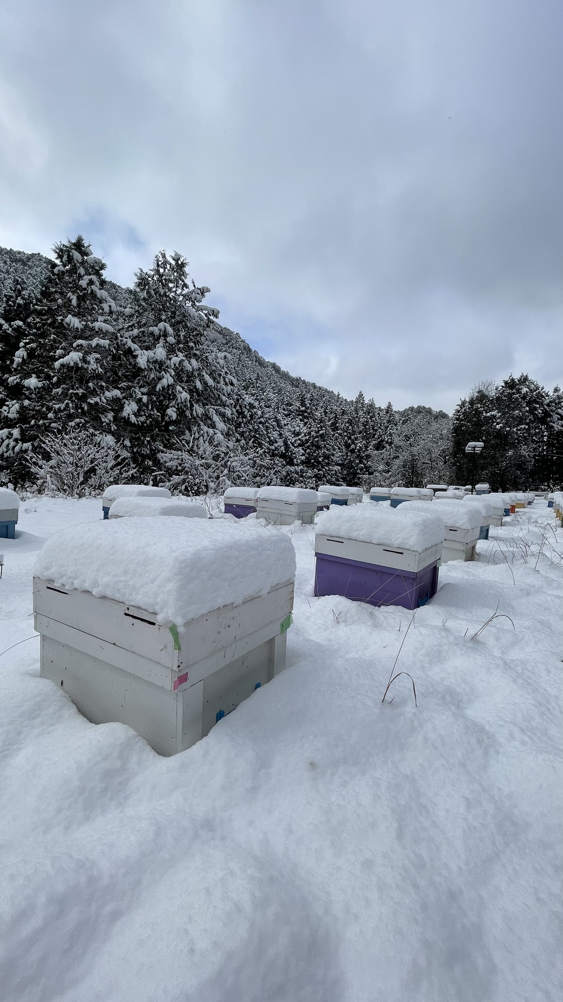 大雪