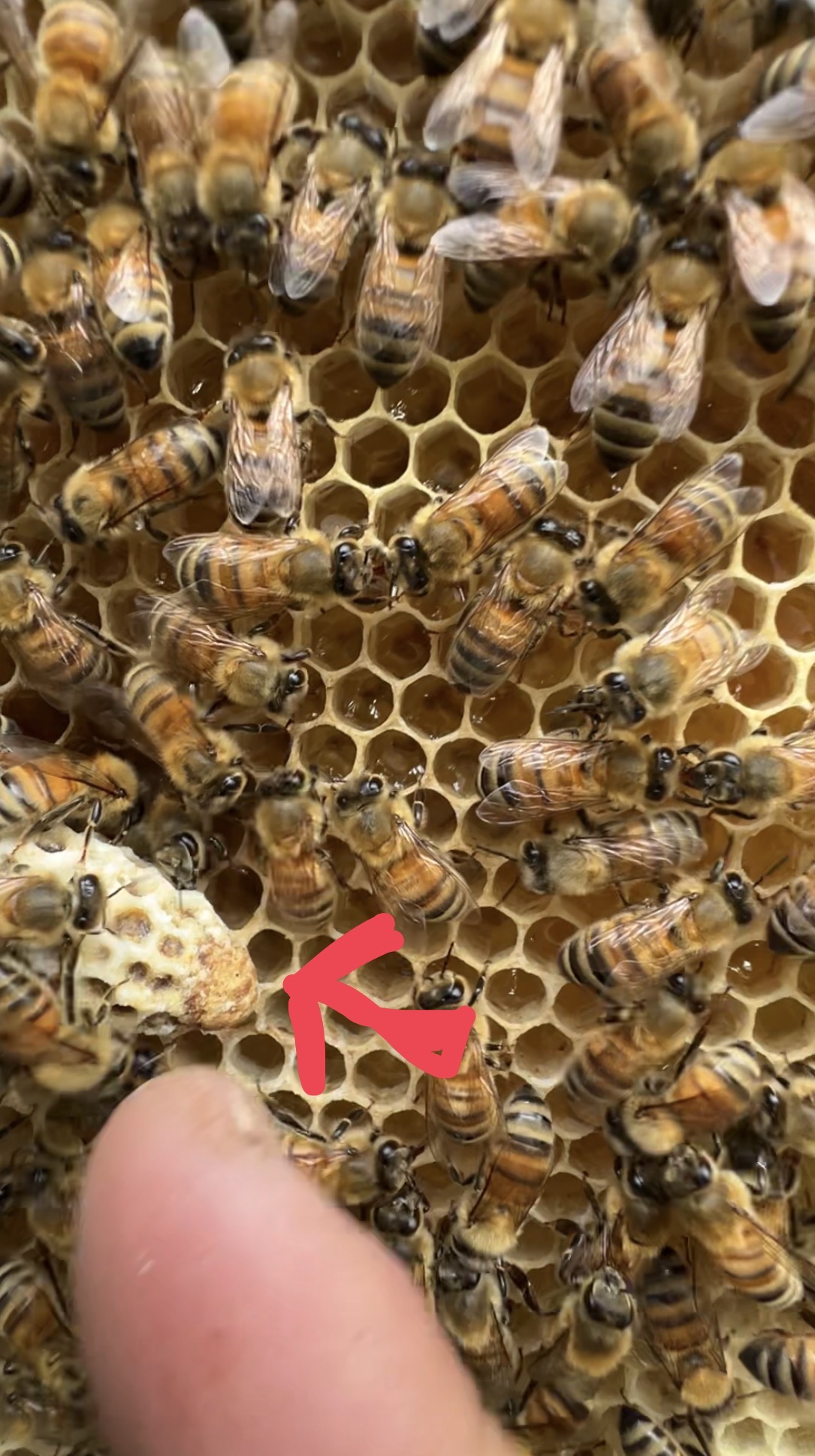 羽化前の王台は