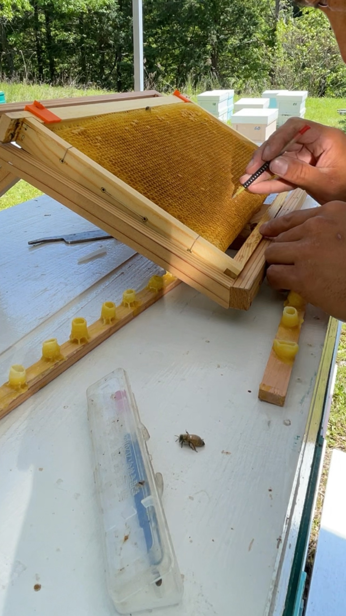 女王蜂を作る　移虫