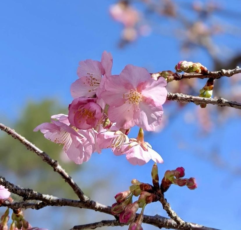 春の花の開花