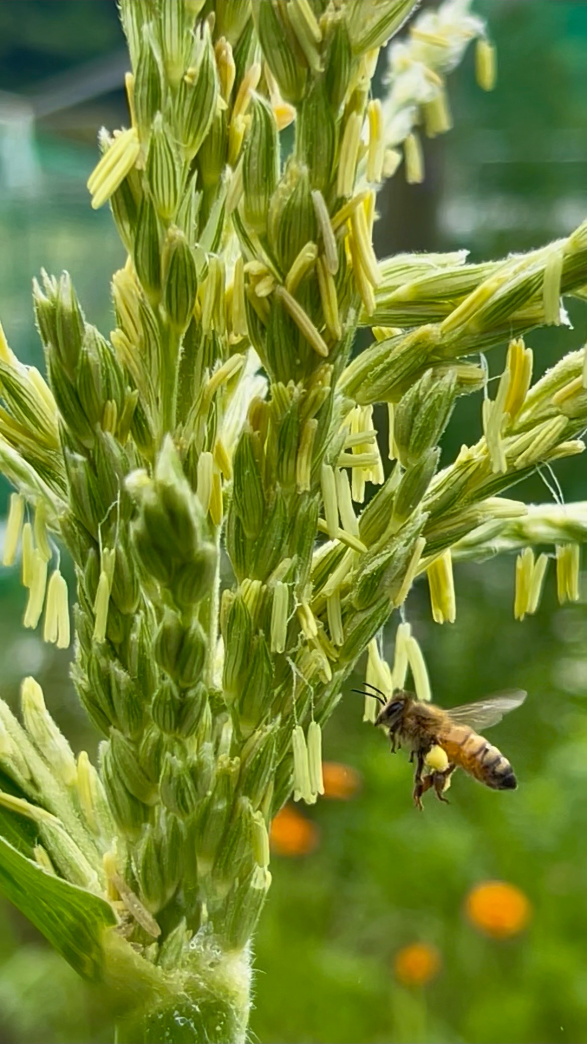 トウモロコシと蜜蜂