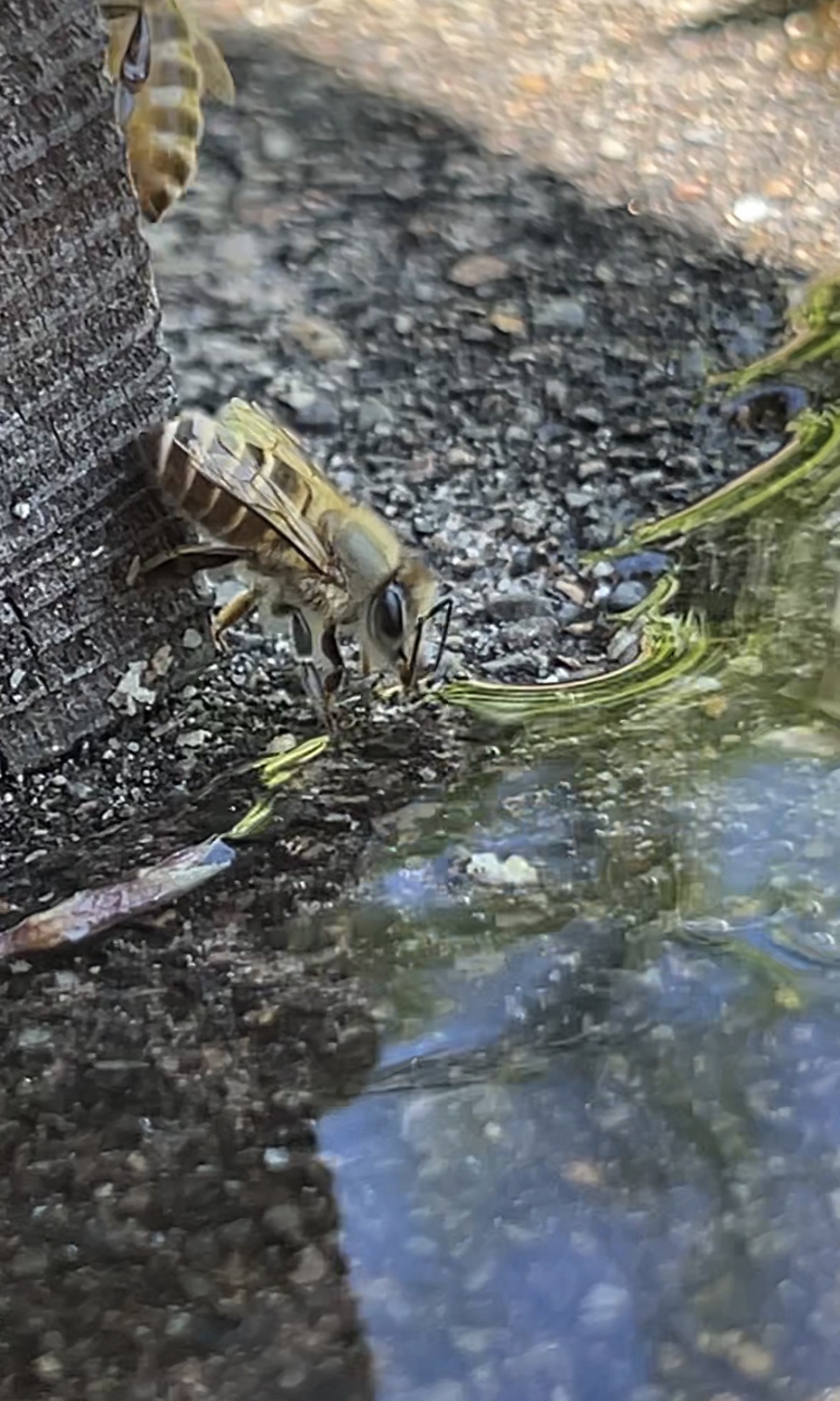 蜜蜂は水を飲む