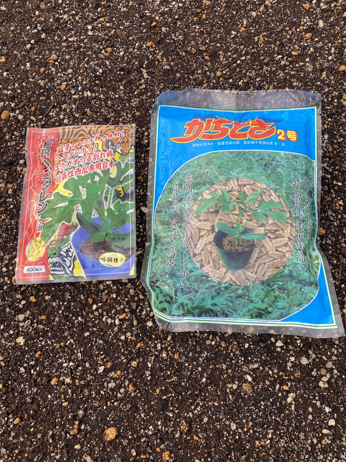 2026年も宜しくお願いします。スイカの苗作りはじまりました。まずは台木から