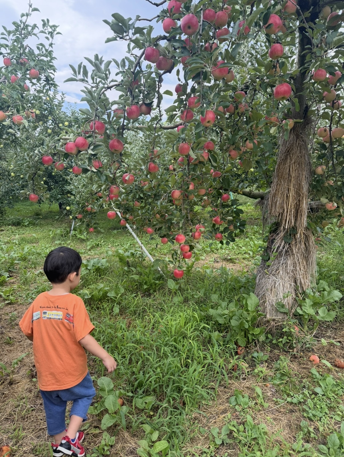 小布施でりんご狩り🍎