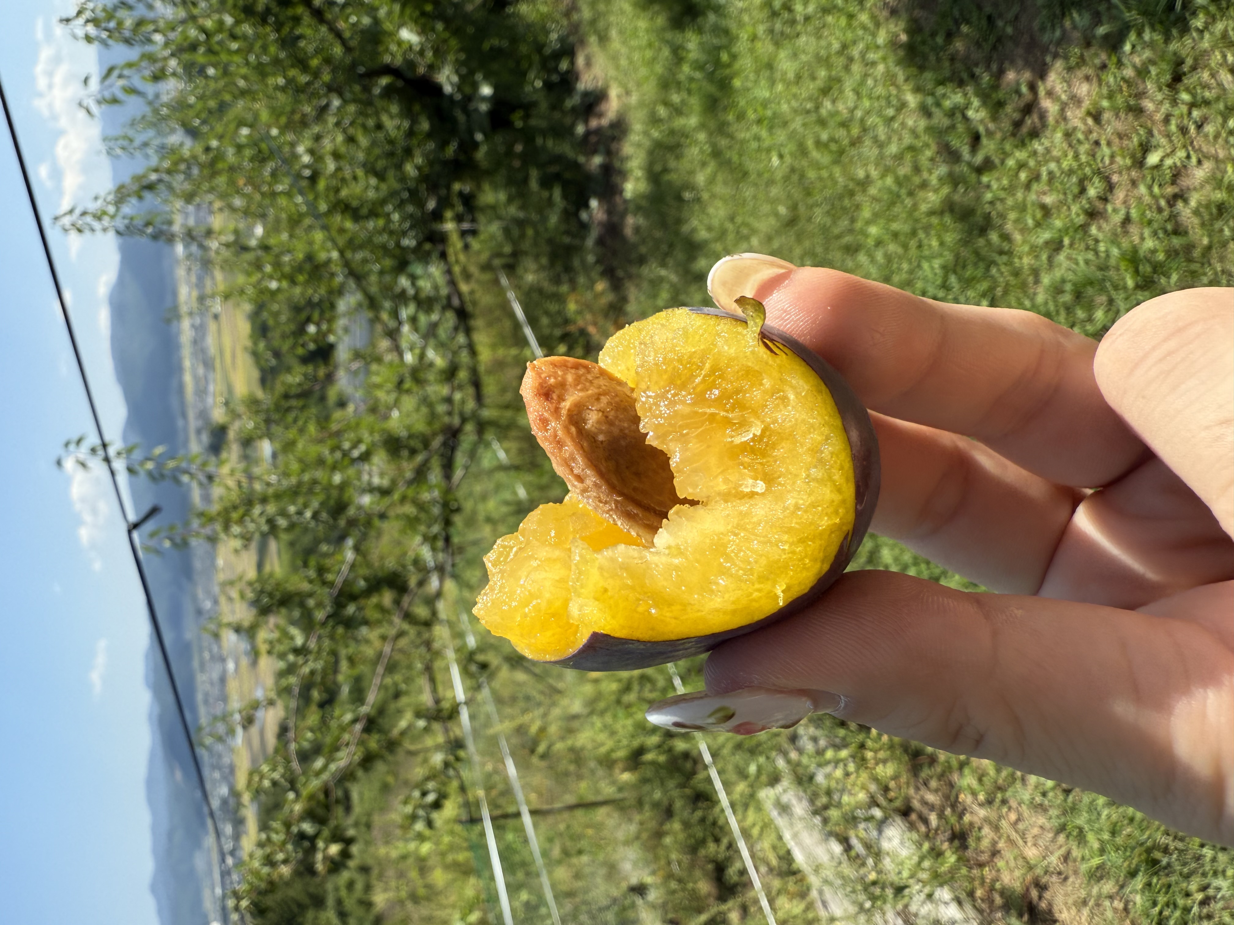 佐久でプルーン狩り