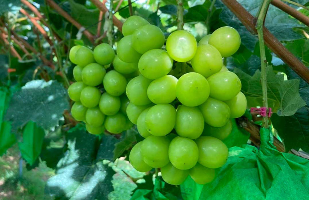 旬のシャインマスカットや沢根だんご、五島列島の潮豆腐などが入荷します!