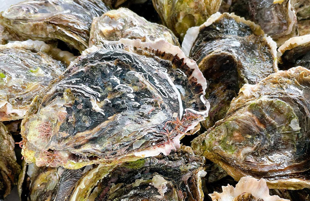島根県・隠岐島より新鮮な岩がきや塩蔵わかめが入荷！