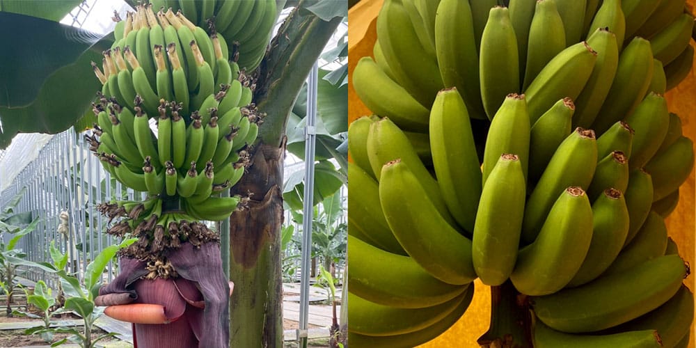 安心安全な国産無農薬バナナが入荷！