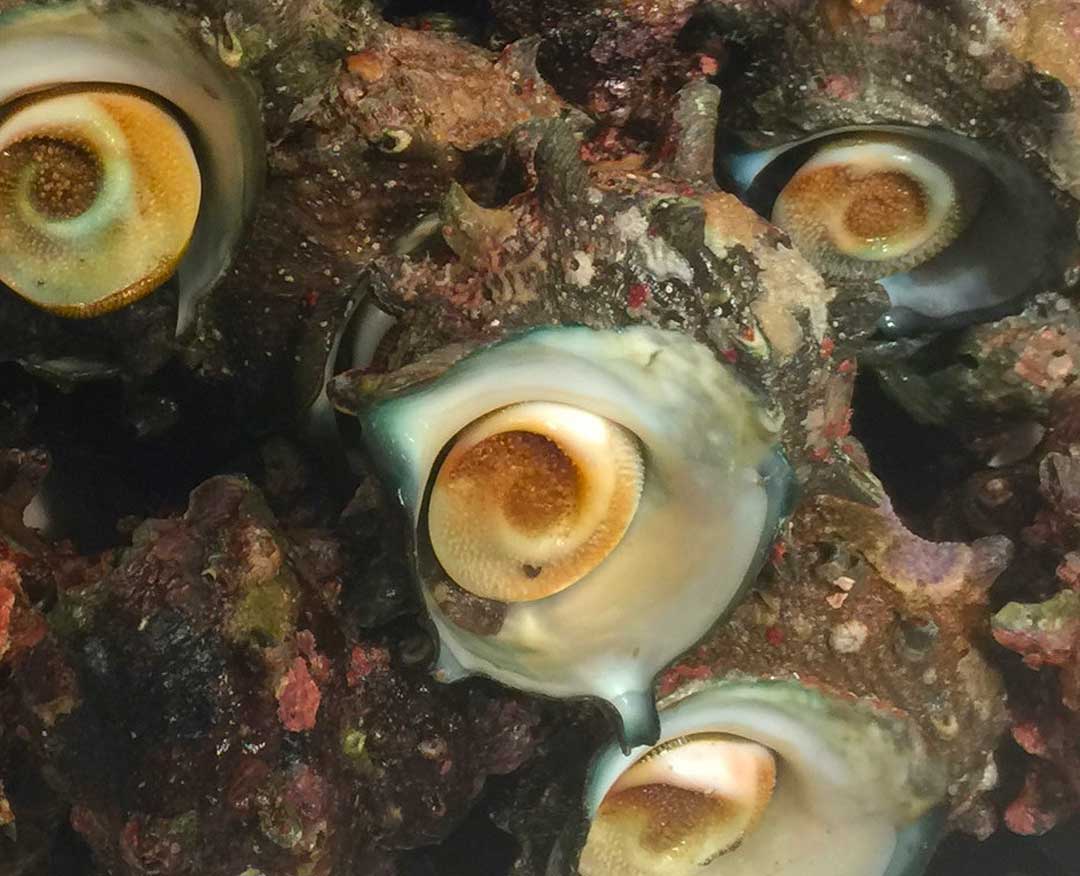 「活サザエ」入荷！季節を味わう「ふじりんご」や「かんころ餅」もおすすめです。