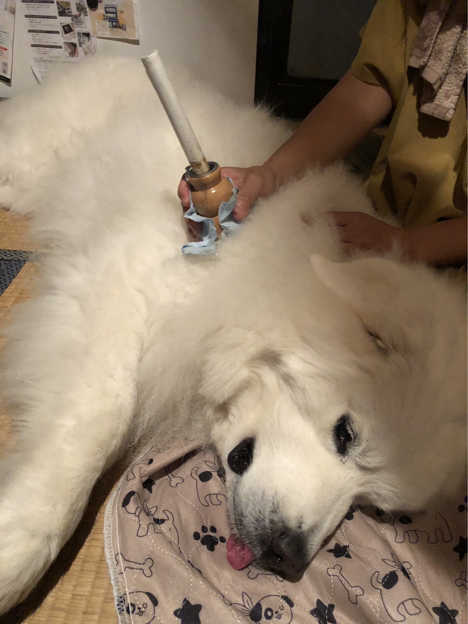 ペット商品作成中