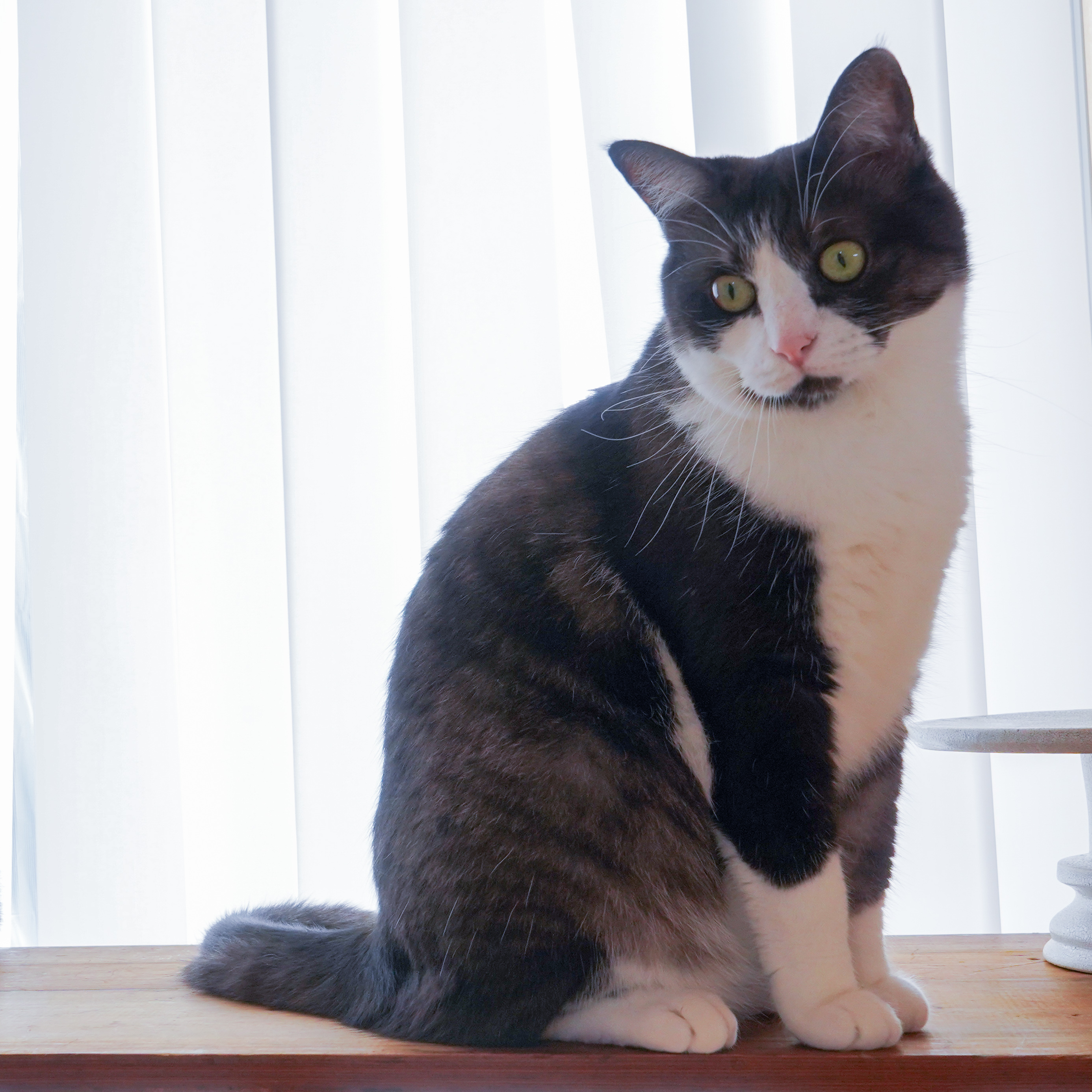 うちのねこ「おにゃす」