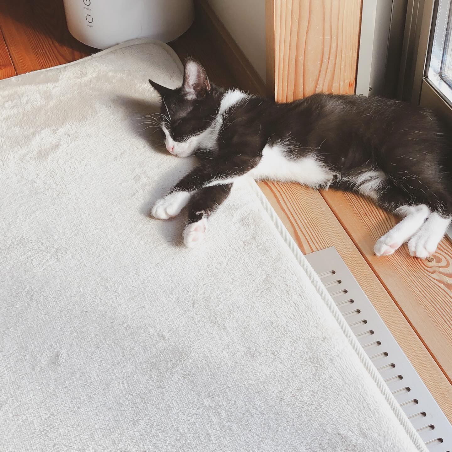 うちのねこ「こにゃす」