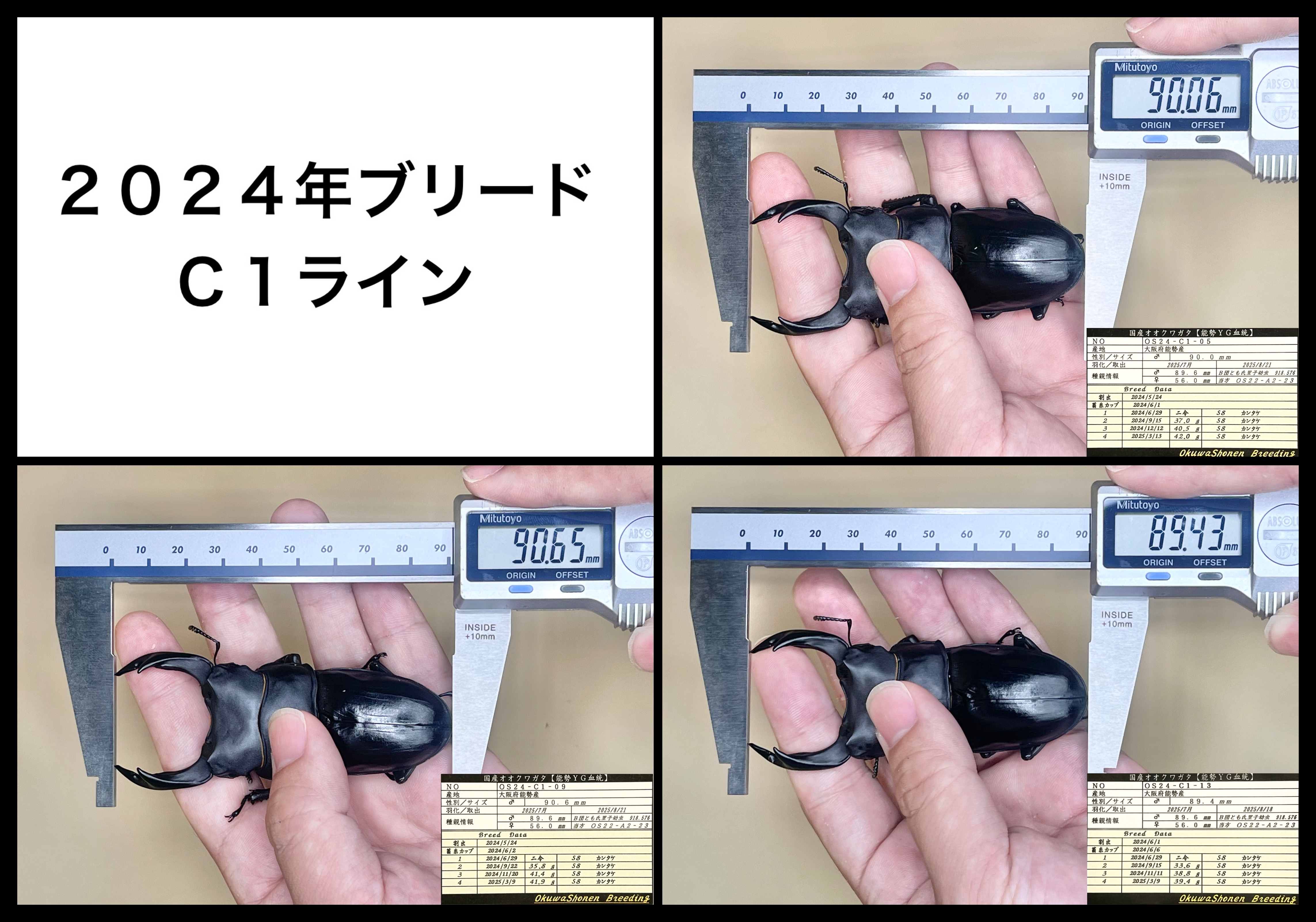 ２０２５年羽化個体（Ｃ１ライン）