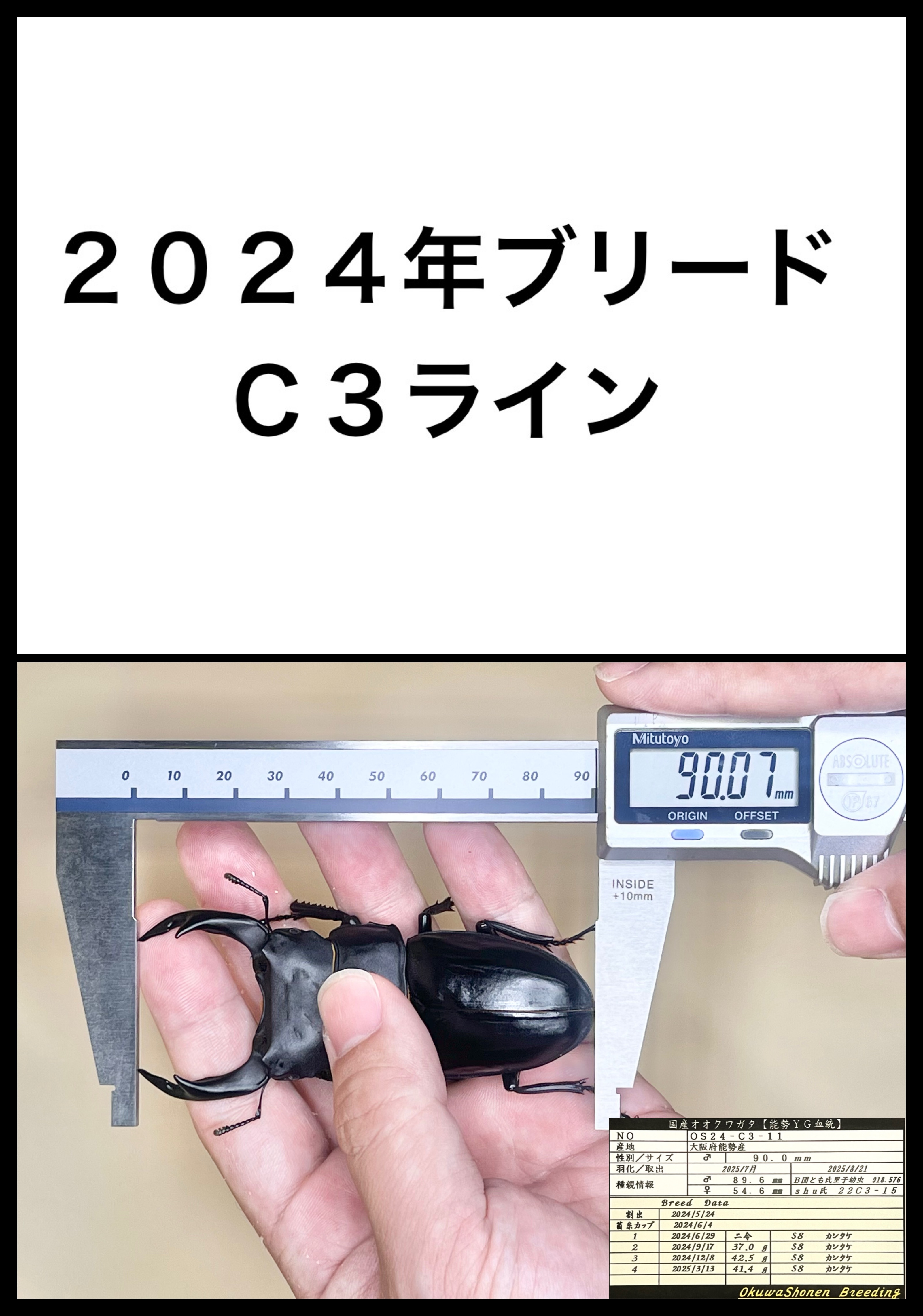 ２０２５年羽化個体（Ｃ３ライン）