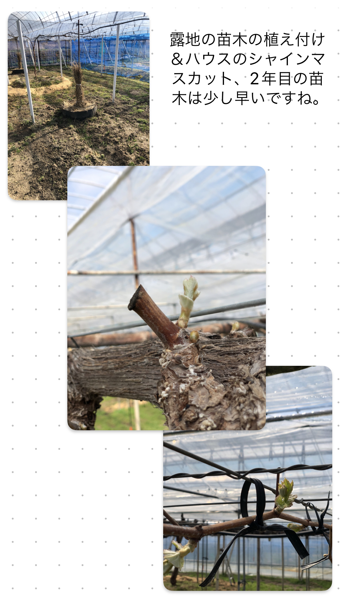 ３月１３日　ハウスのぶどうの様子と露地での大苗作りの植え付け