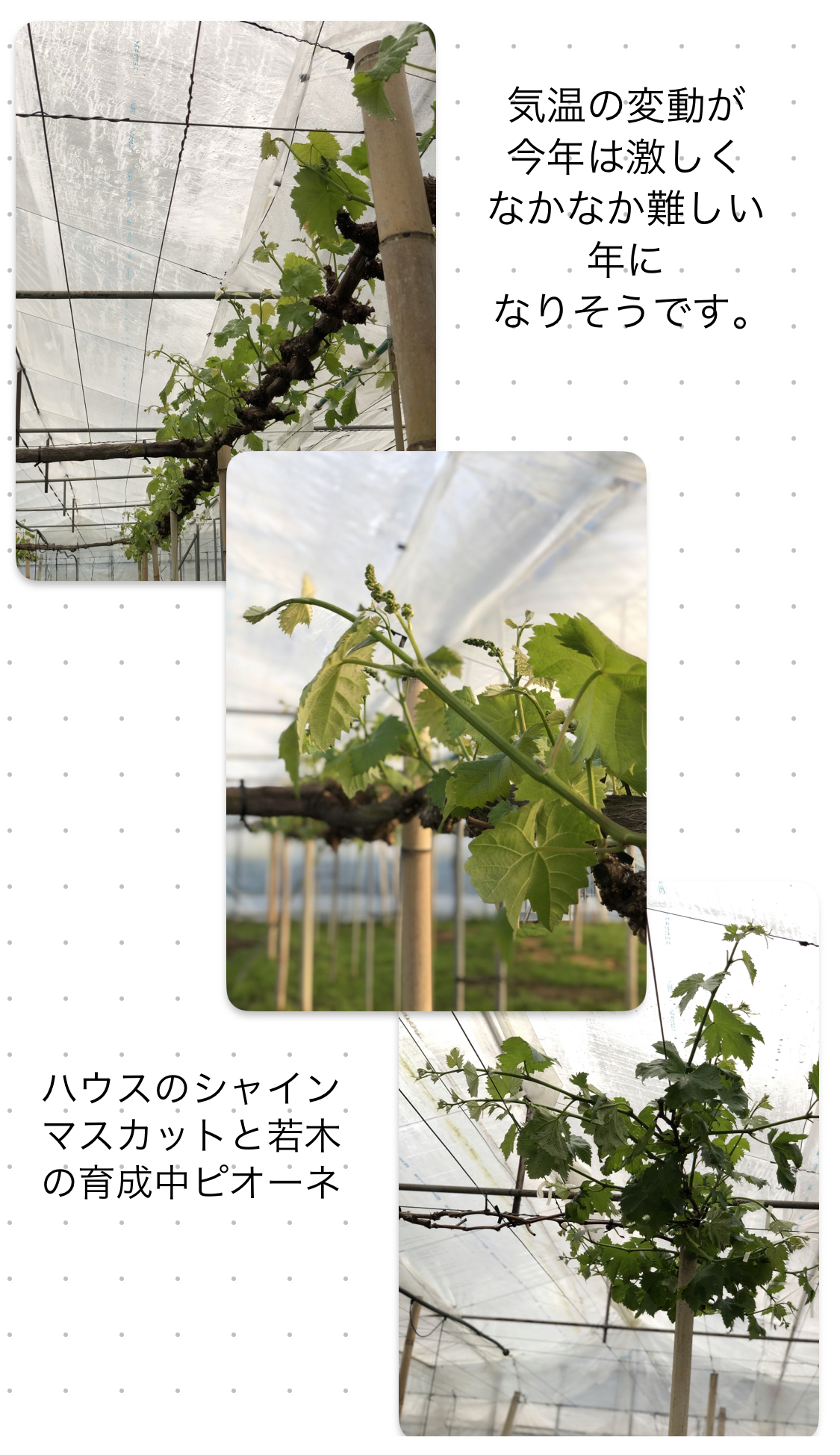 ４月３日のハウスのぶどうの様子です。