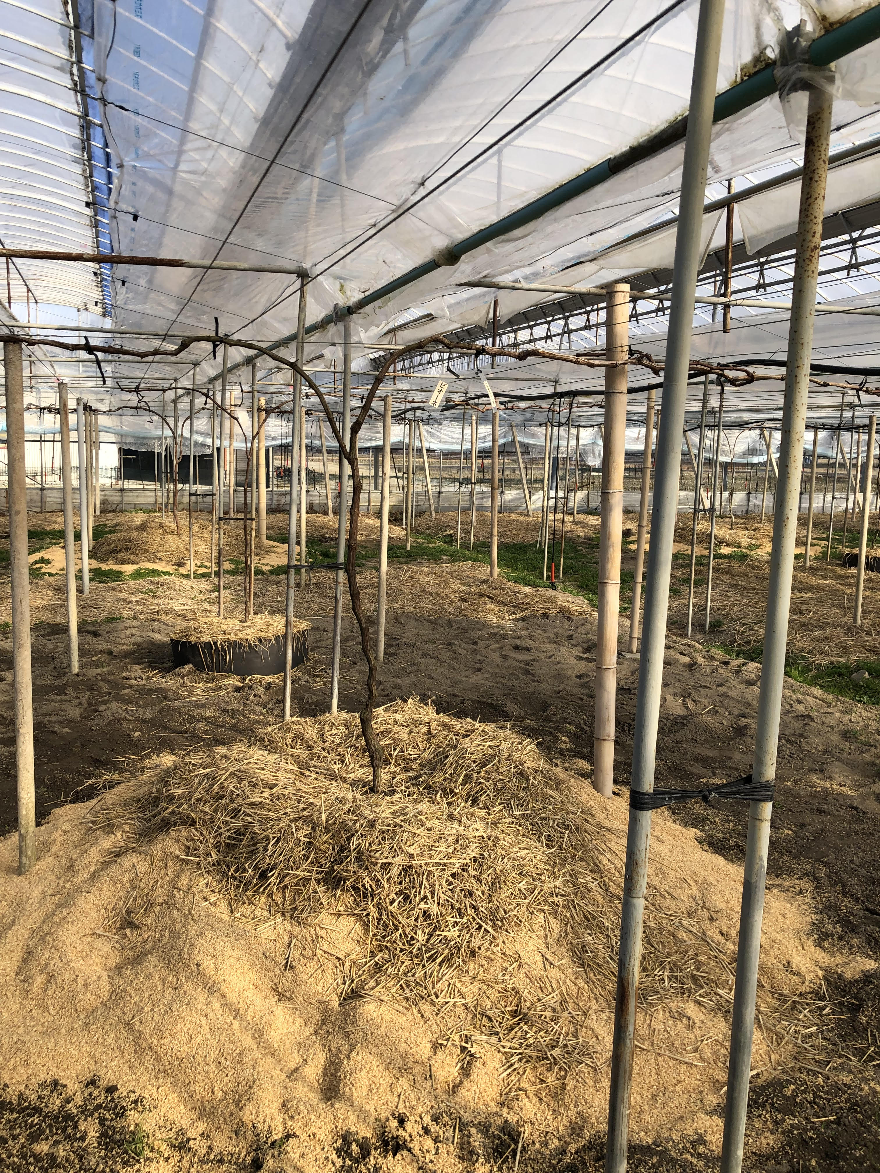 ２月のハウス栽培の作業の様子